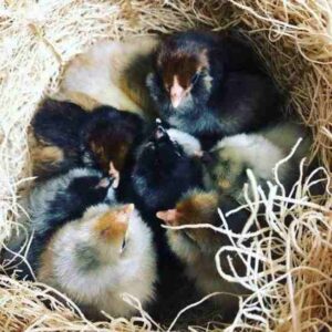 Raising Baby Chicks, and the Supplies You Will Need Image